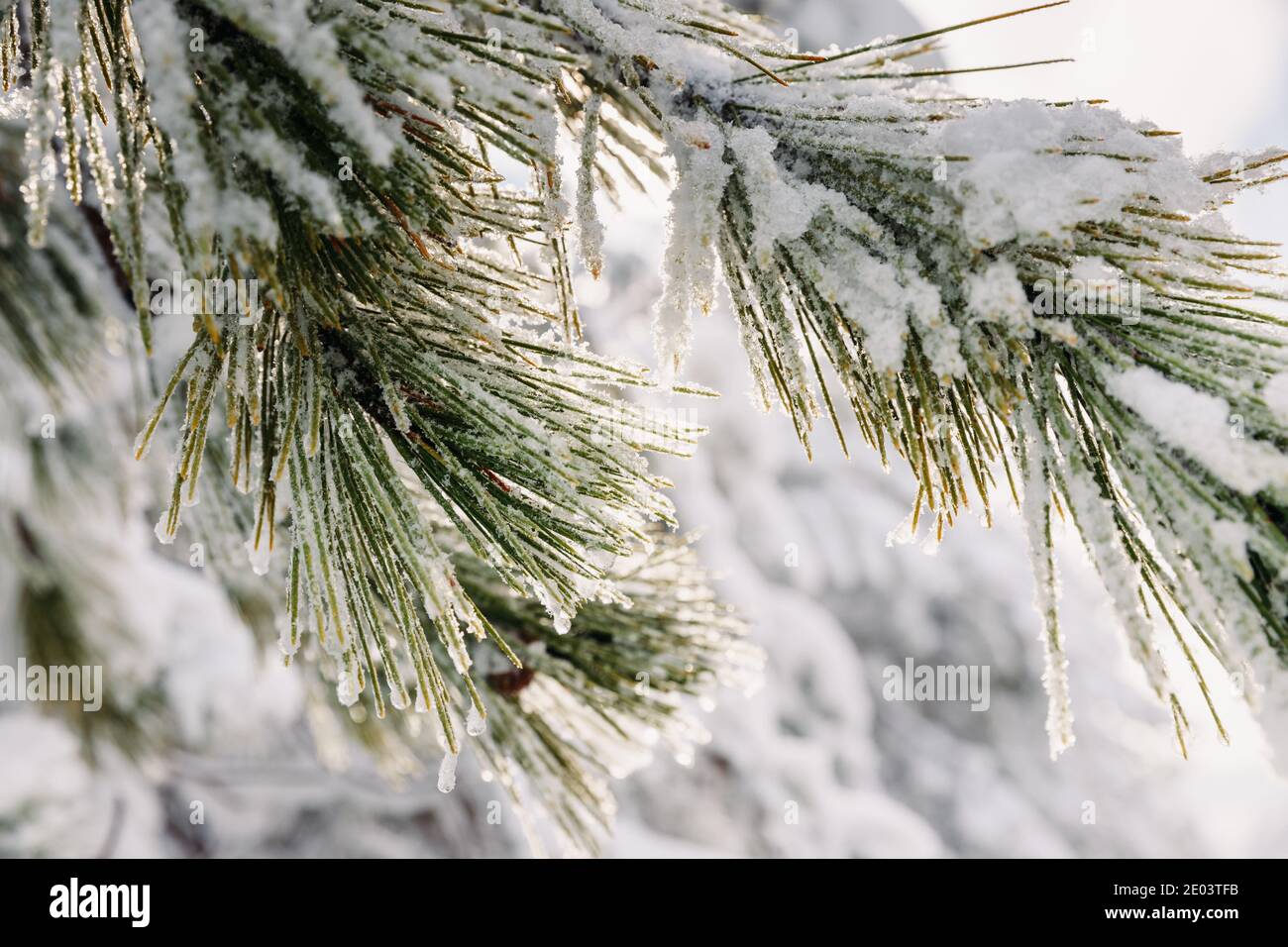 Winterzeit im Wald mit Schneebäumen. Schneebedeckter Kiefernzweig Stockfoto
