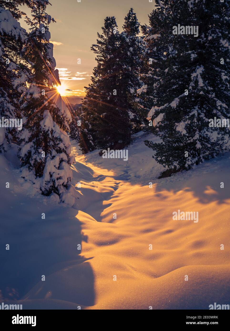 Warmes Sonnenlicht durch verschneite Bäume bei Sonnenuntergang auf Schnee Stockfoto