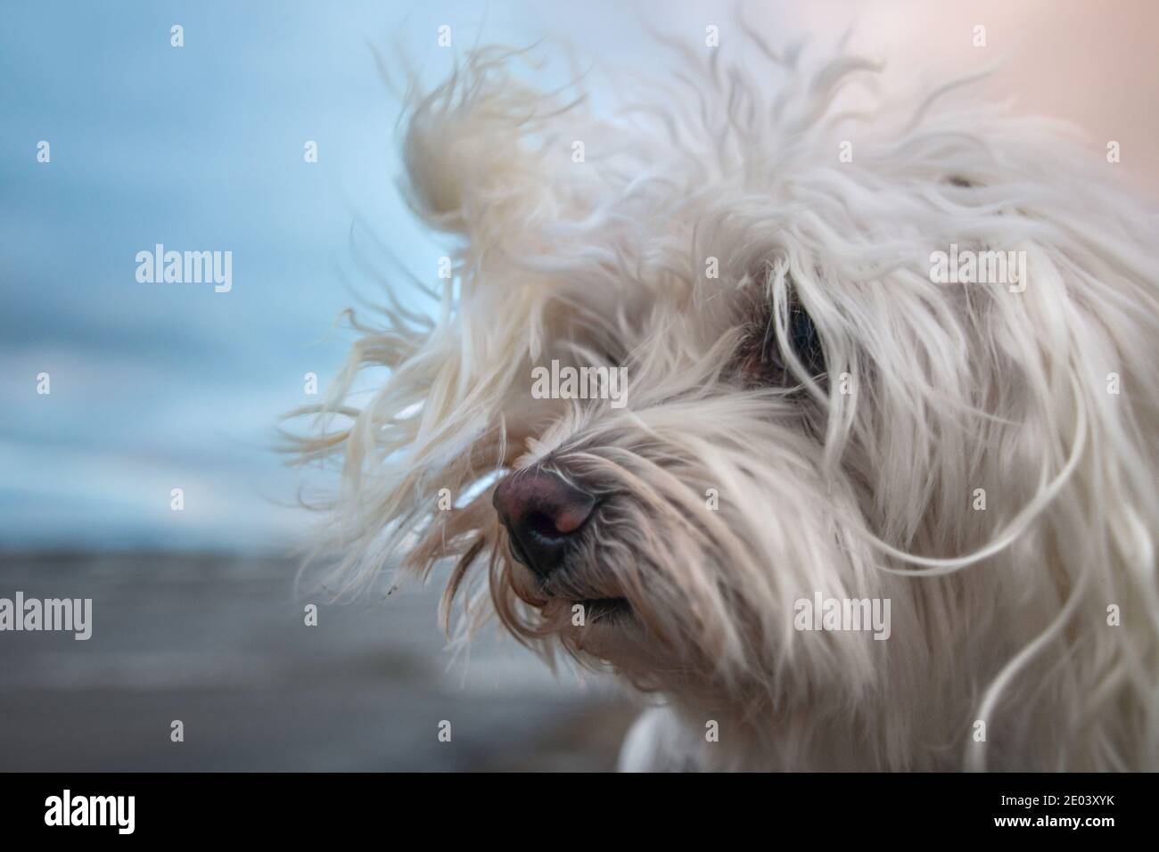 Malteser Hund in windigen Strand Stockfoto