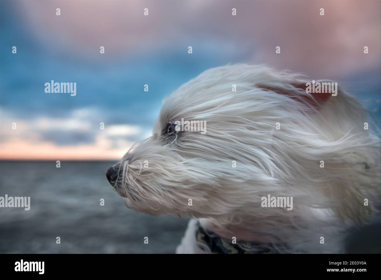 Malteser Hund in windigen Strand Stockfoto