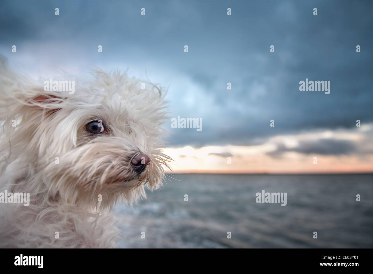 Malteser Hund in windigen Strand Stockfoto