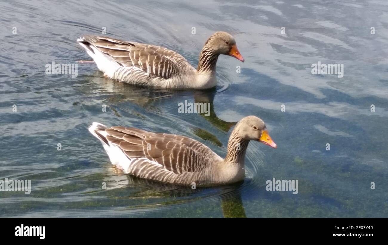 Zwei Graylag-Gänse-Schwimmen Stockfoto