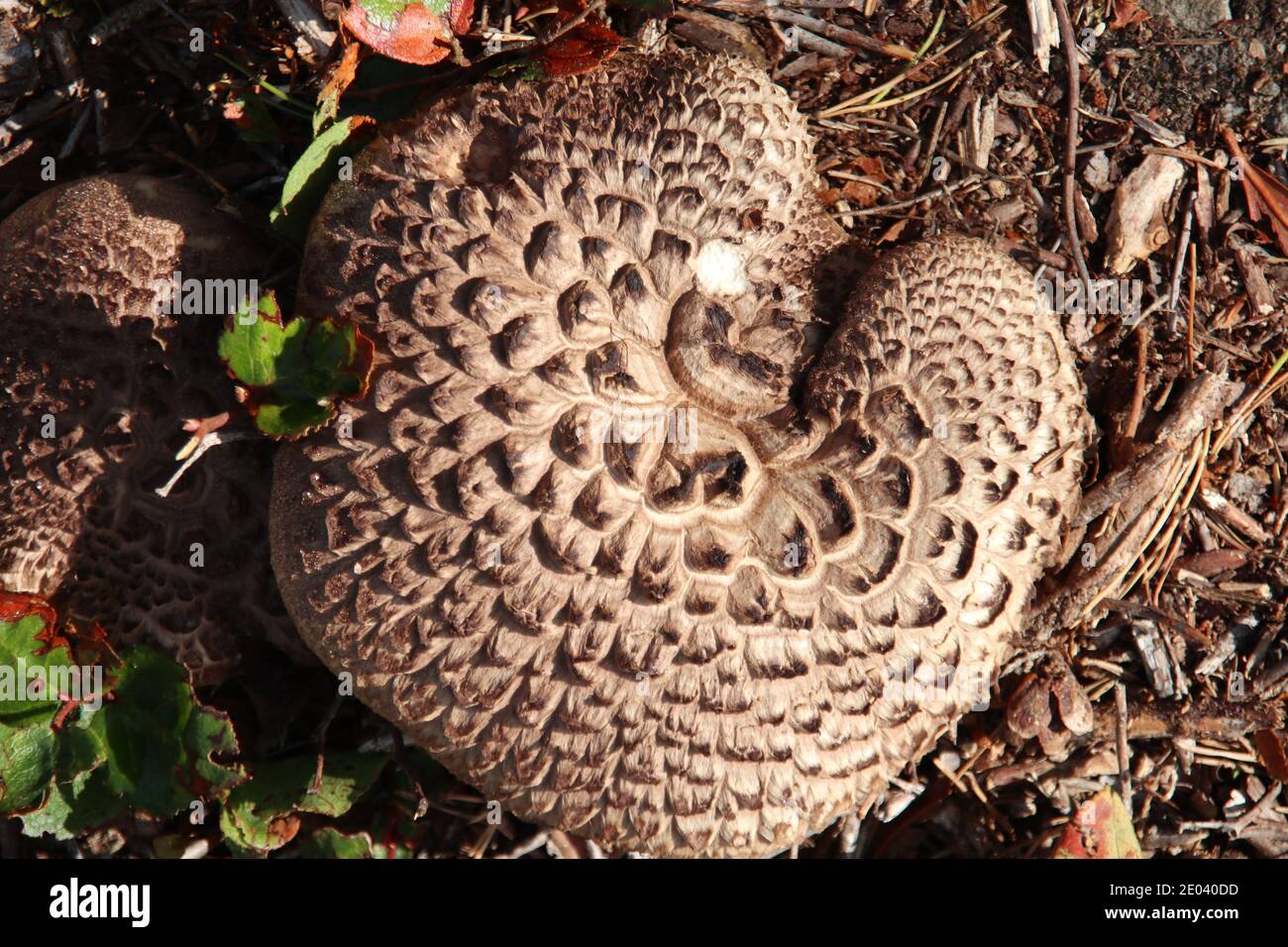 Schuppiger zahnpilz -Fotos und -Bildmaterial in hoher Auflösung – Alamy