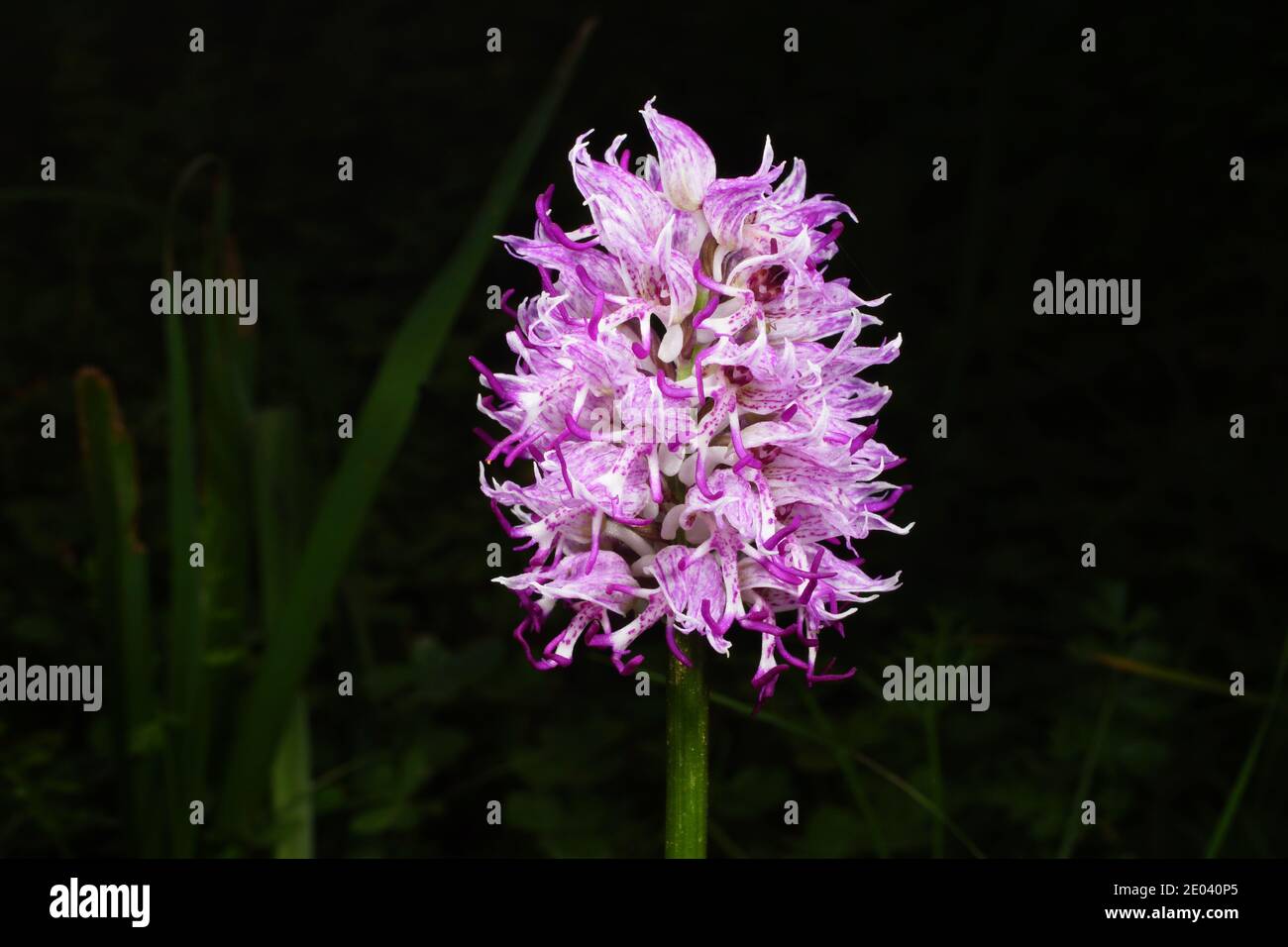 Lila-weiße Blume von Orchis simia, der Affenorchidee, frühlingsblühende Orchidee des Mittelmeers, in natürlichem Lebensraum auf Kreta, Nahaufnahme mit Schwarz Stockfoto