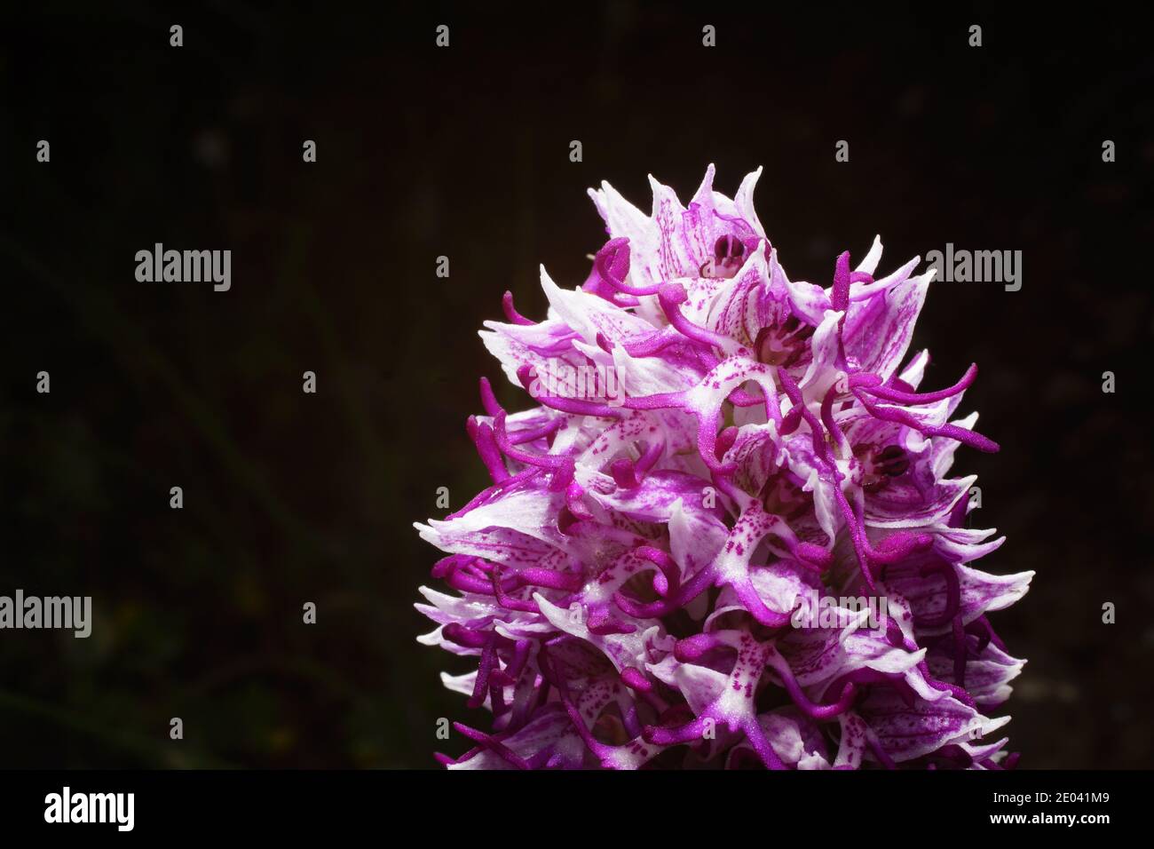 Kunst in der Natur: Lila-weiße Blume der Orchis simia, der Affenorchidee, natürlicher Lebensraum auf Kreta, Nahaufnahme mit Schwarzgrund Stockfoto
