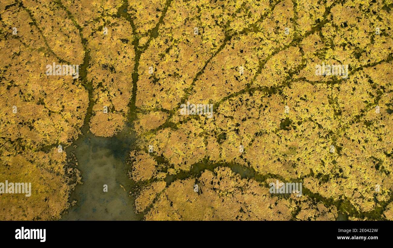 Luftbild in niedriger Höhe von Mustern, die von Wasservögeln im Algenwachstum in einem flachen Billabong, Murray Darling Basin, Australien, erstellt wurden. Stockfoto