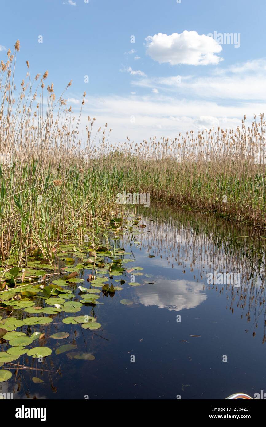 Kleiner Seitenkanal im Donaudelta Stockfoto