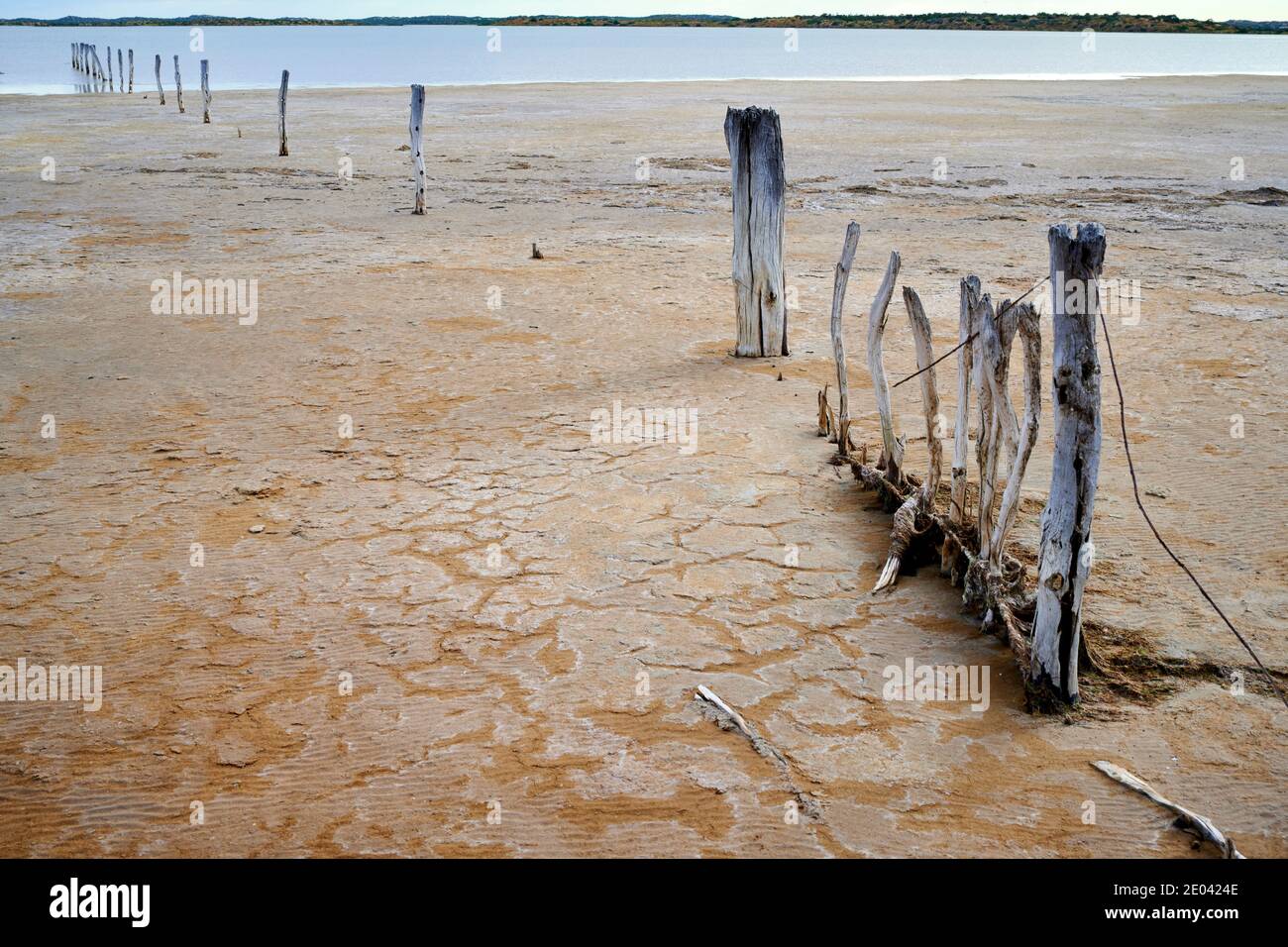 Zaunlinie, die über das Salzufer in das Wasser der Coorong führt. Stockfoto