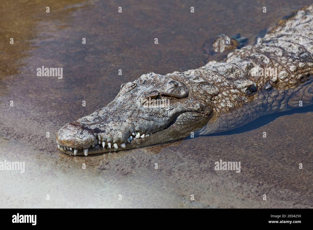 Il coccodrillo del Nilo dorme accanto al laghetto allo Zoo. Lione, Francia, Europa Stockfoto
