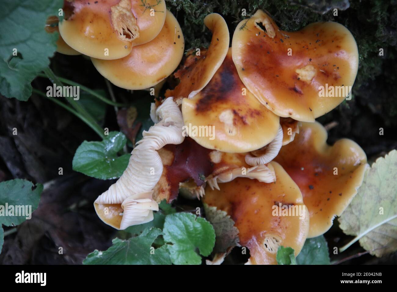 Samtschenkelpilz, Flammulina velutipes Stockfoto
