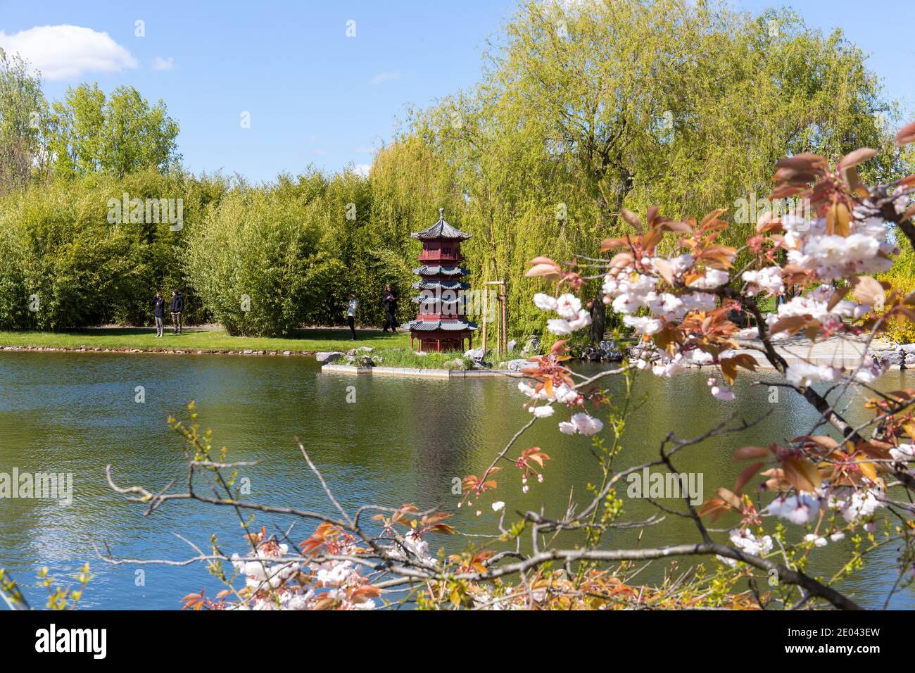 Pavillon im Chinesischen Garten mit blühendem Baum Stockfoto