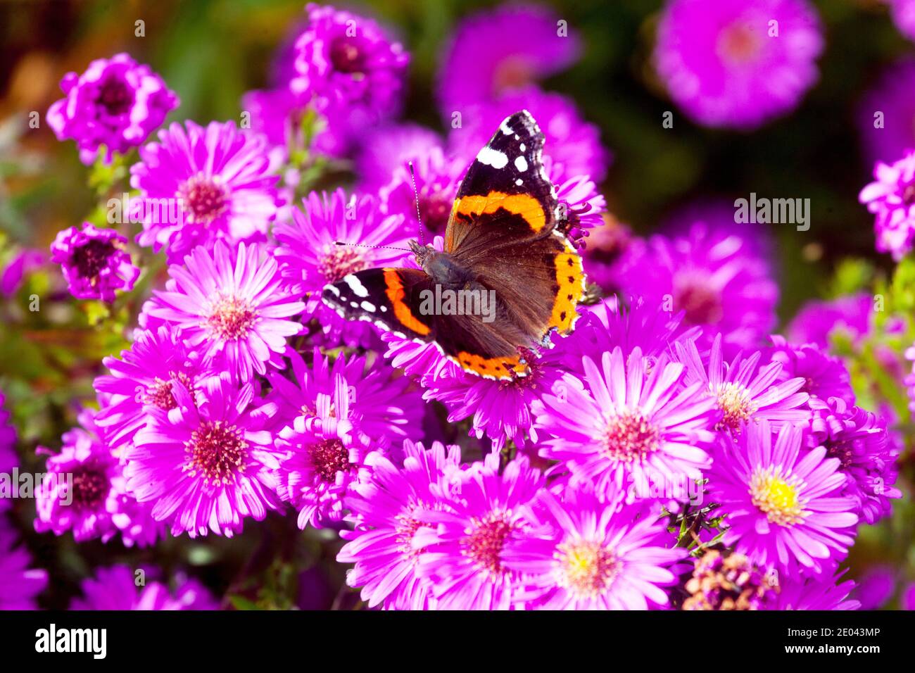 Michaelmas Gänseblümchen Schmetterling Gänseblümchen Rote Admiral Schmetterling Blume Herbst Aster Stockfoto