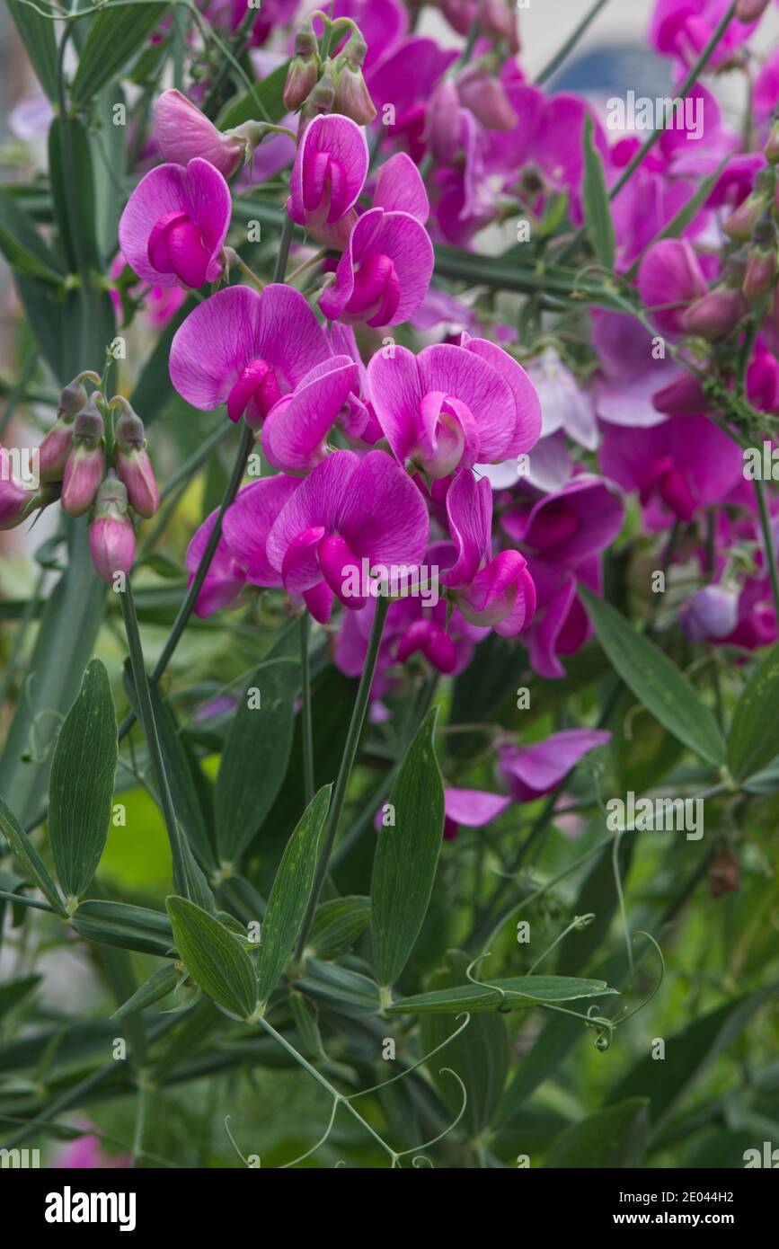 Einjährige Erbsen, blühend im Garten Stockfoto