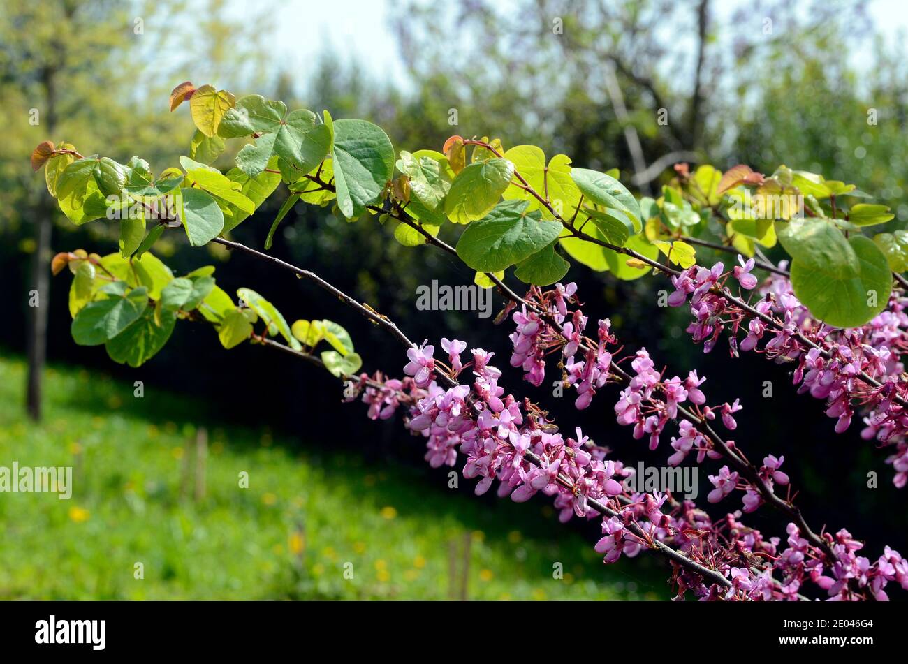 Cercis siliquastrum, allgemein bekannt als der Judas-Baum Stockfoto