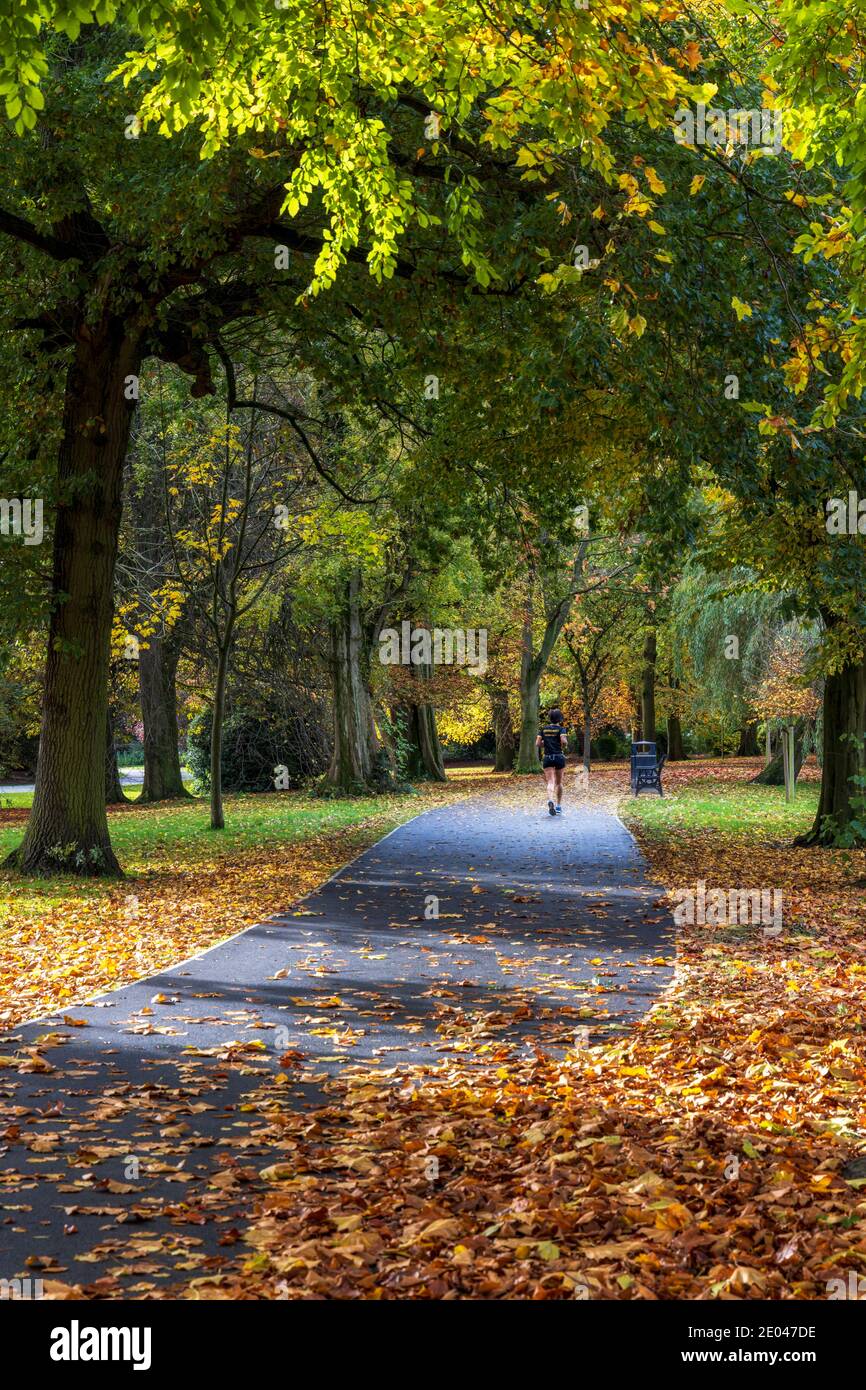 Herbstlaub auf einem von Bäumen gesäumten Pfad im Abbey Park, Leicester, England, Großbritannien Stockfoto