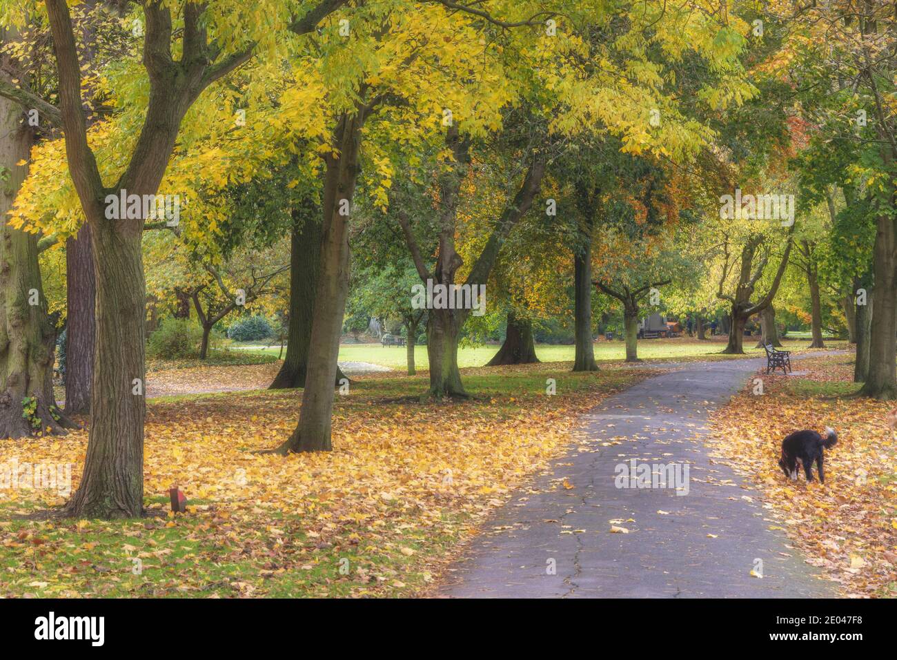 Baumgesäumte Pfad im Herbst in Abbey Park, Leicester, England Stockfoto