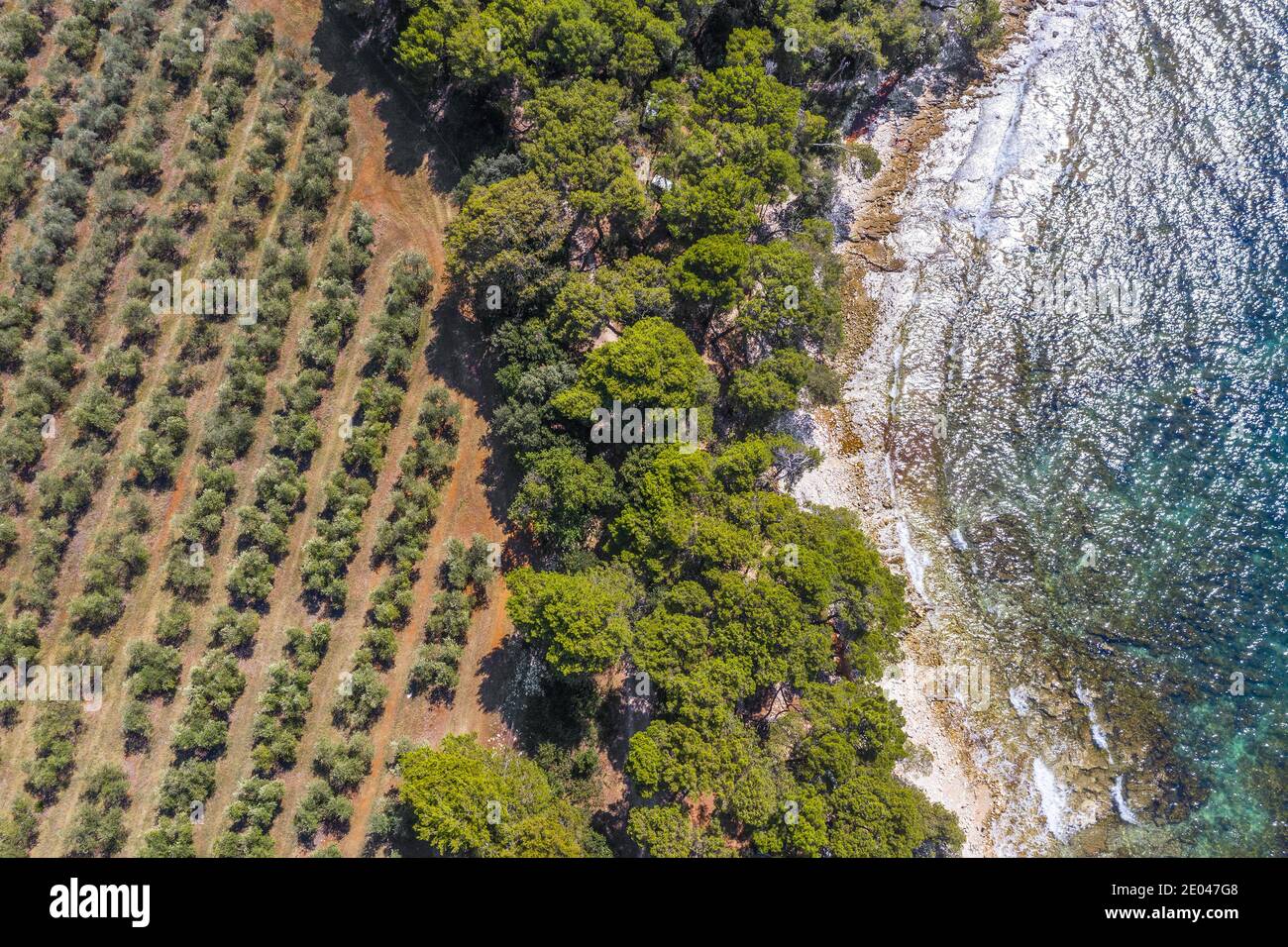 Olivenhaine durch das Meer mit Kiefernwald geteilt Von oben in Kroatien Stockfoto