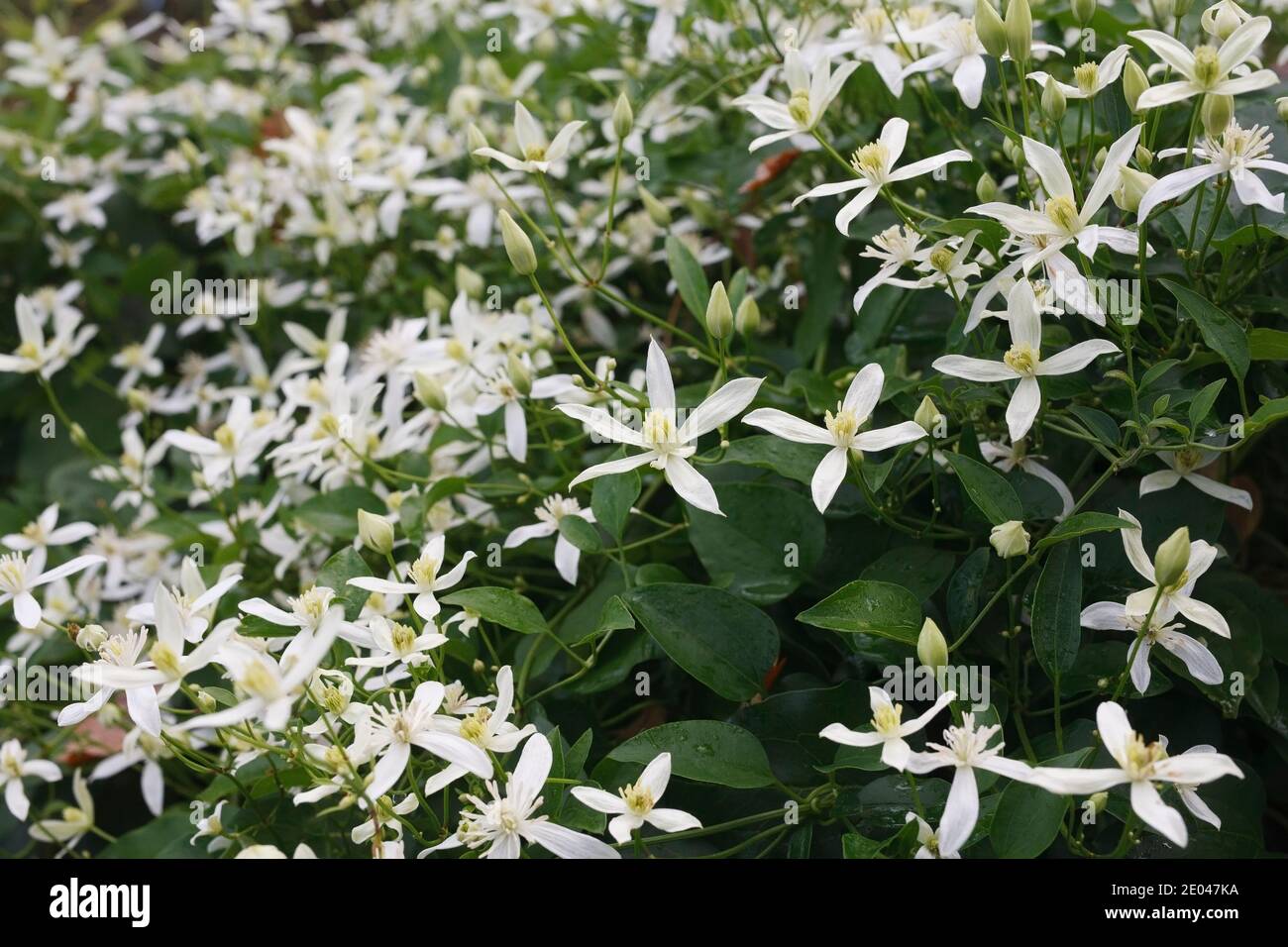 Clematis terniflora Blumen im Oktober. Stockfoto