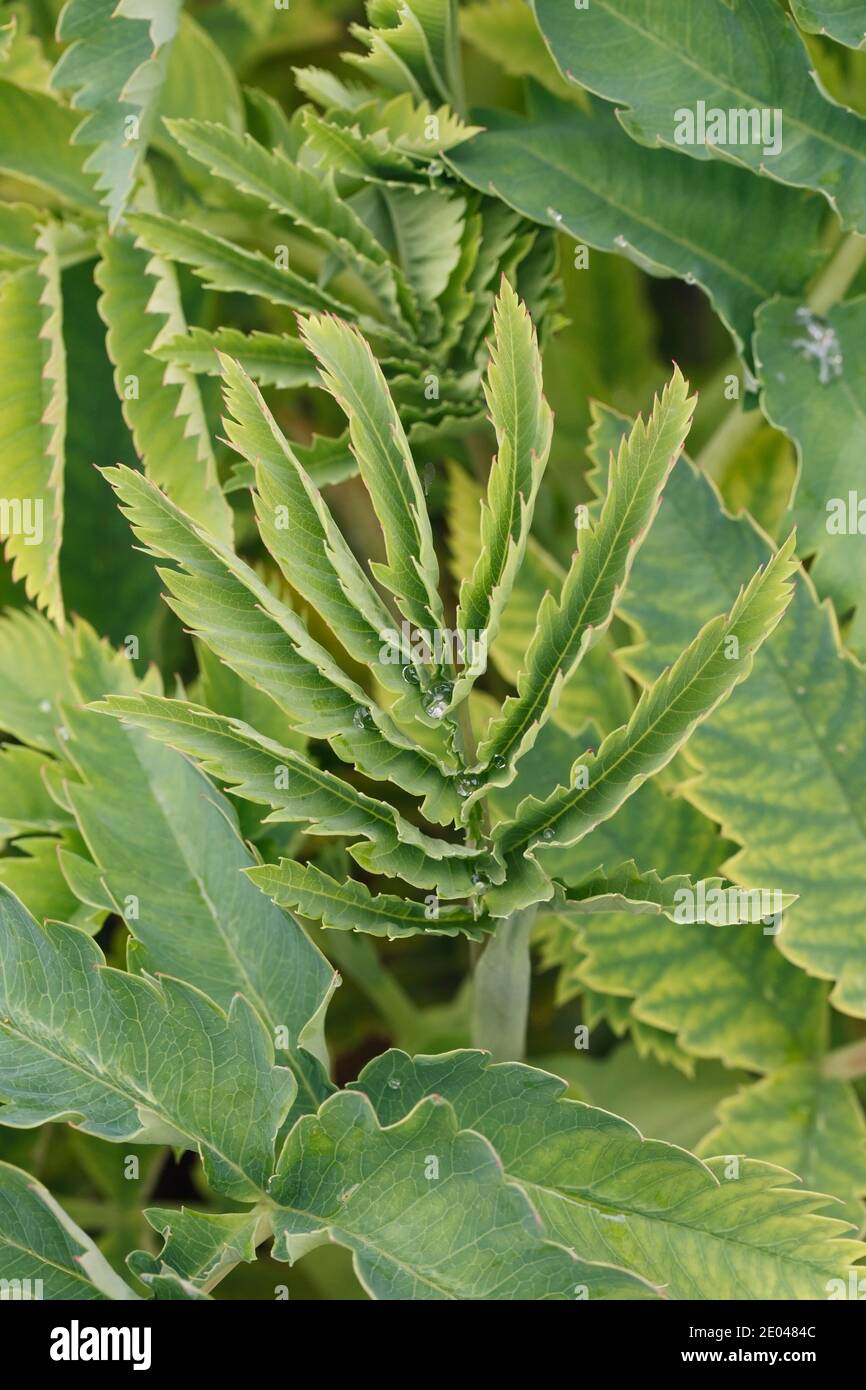 Melianthus major Blätter im späten Frühling. Neues Wachstum. Stockfoto