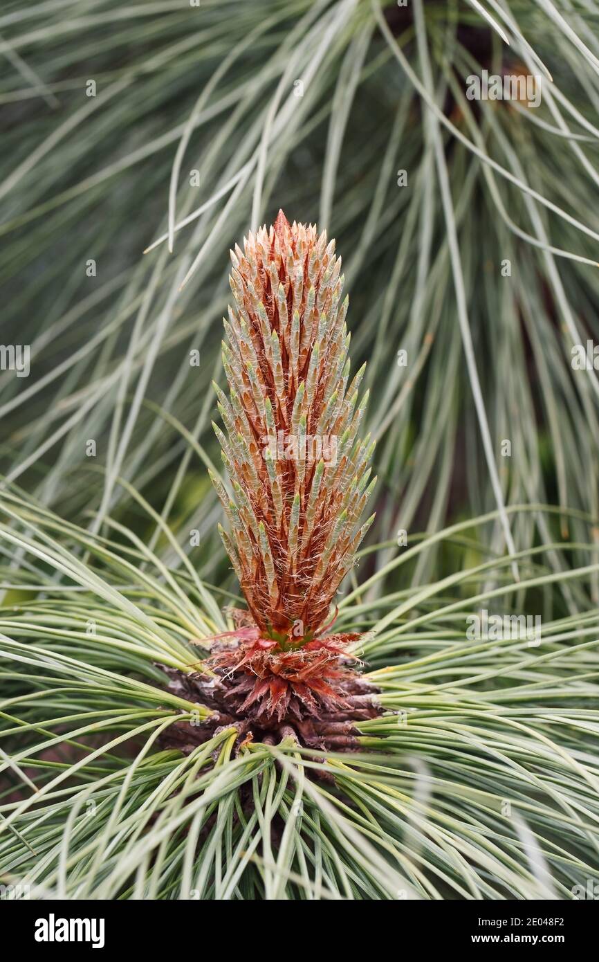 Kegel des Pinus montezumae heffield Park'. Stockfoto