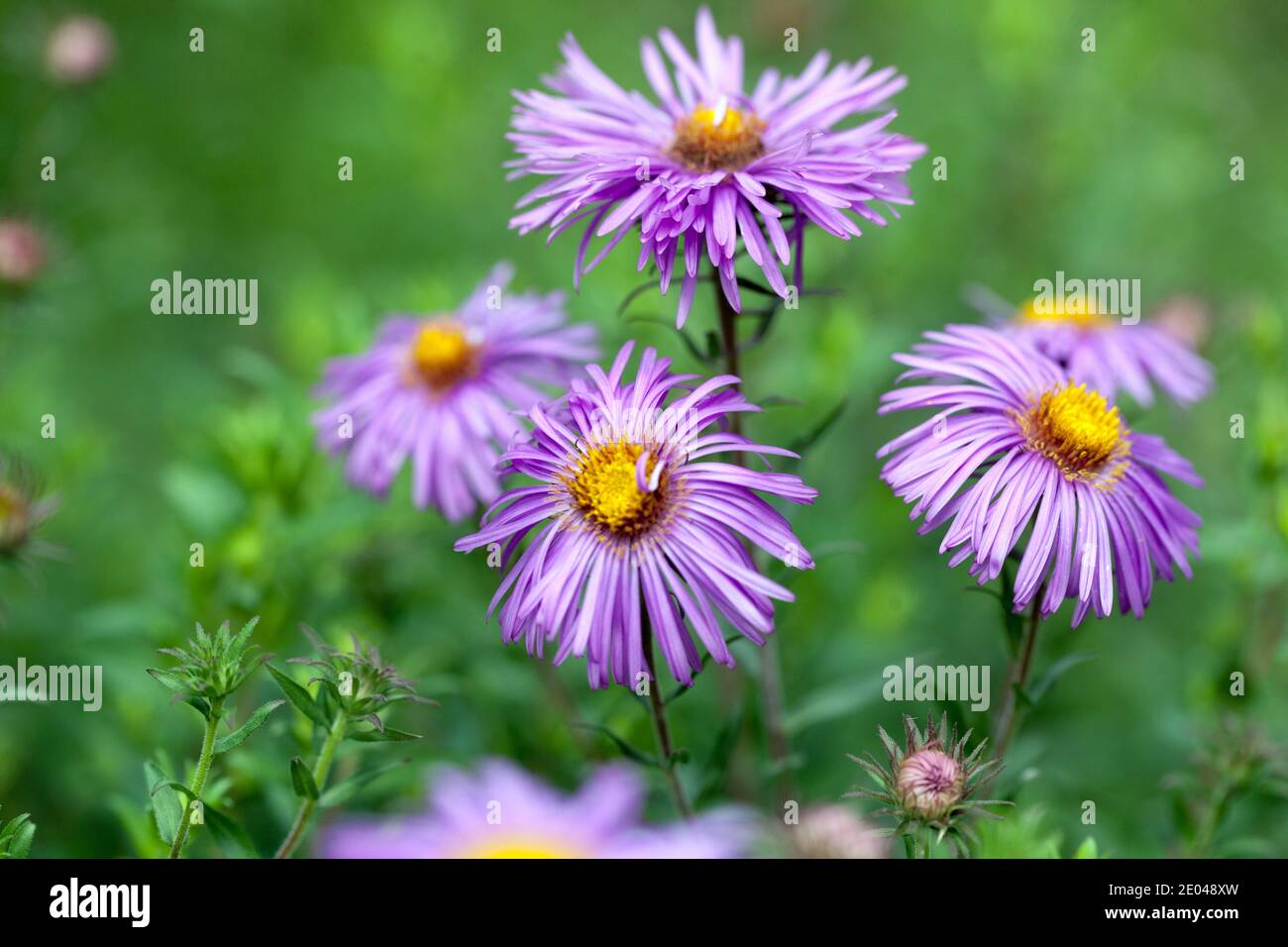 Michaelmas Gänseblümchen Garten Herbst, Aster Frau S. T. Wright Stockfoto