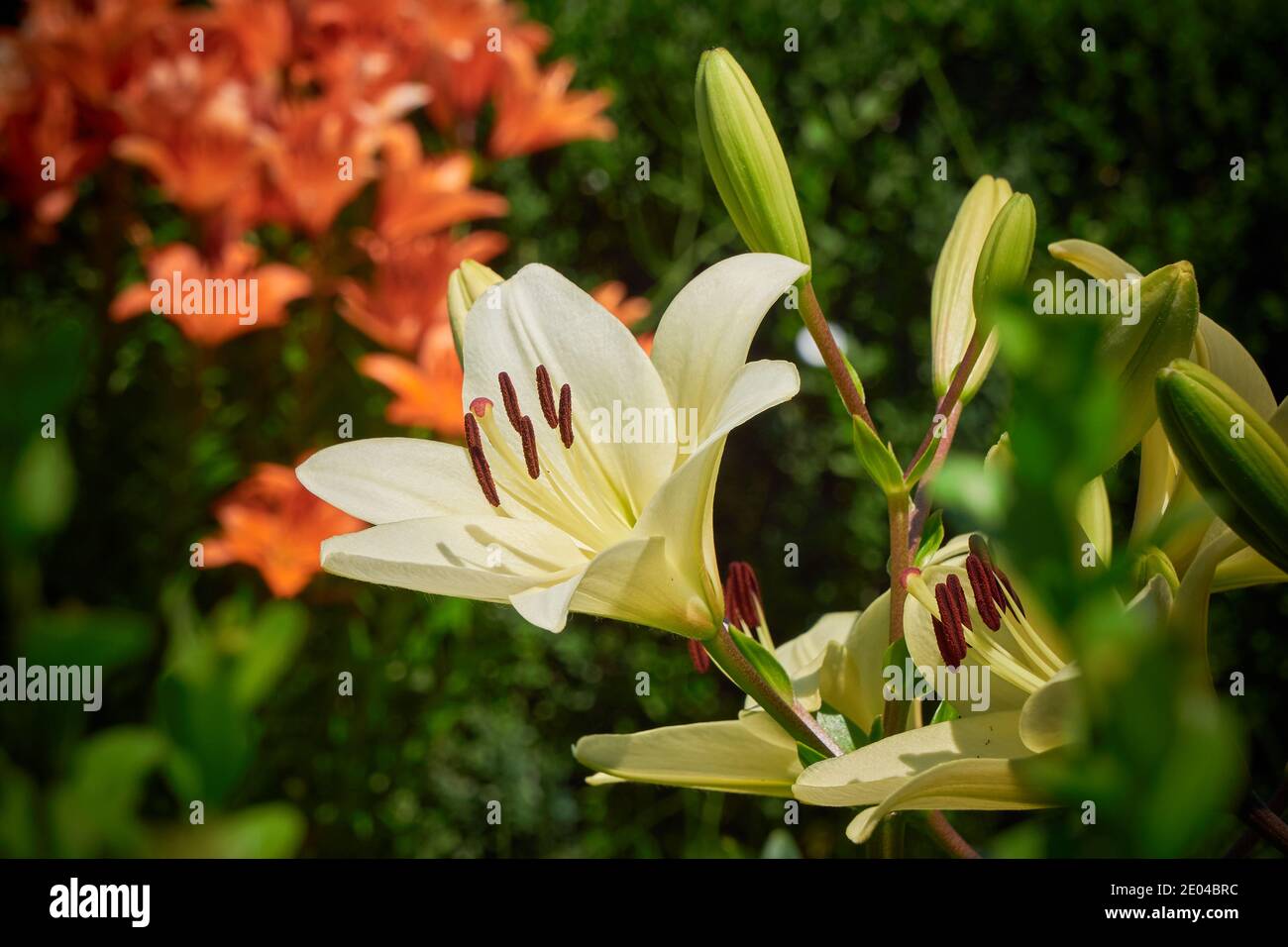 Königliche Lilienblume ( Lilium Regale ) Stockfoto