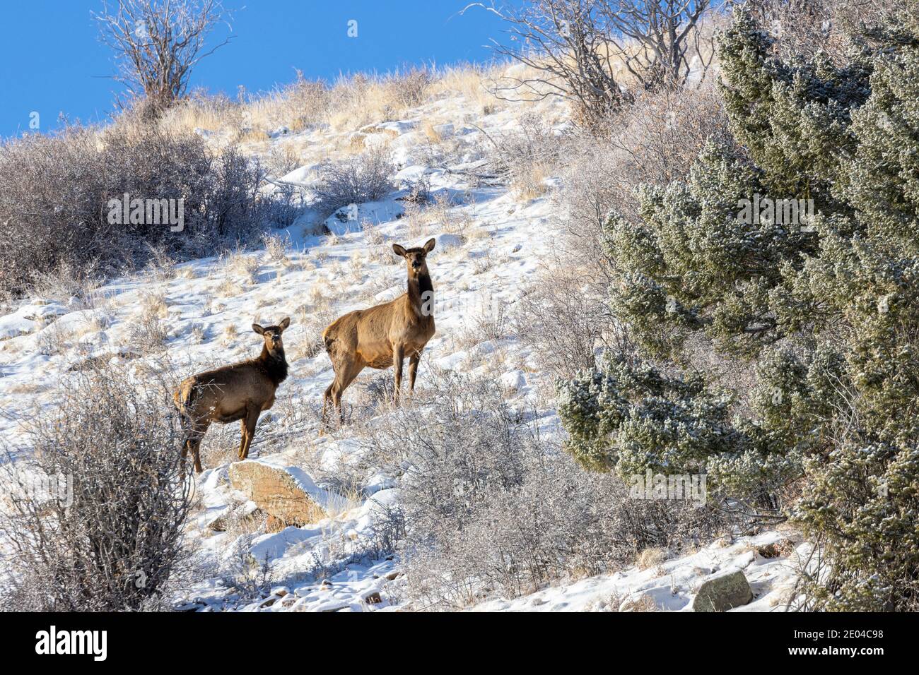 Herde von Rocky Mountain Elch auf einem verschneiten Hügel in Der Pike National Forest von Colorado Stockfoto