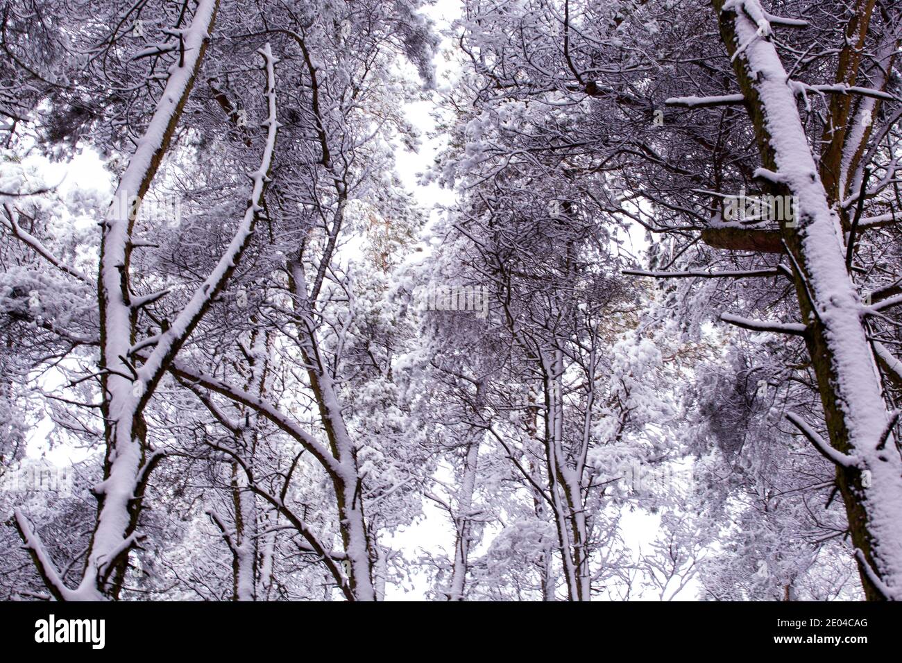 Schneebedeckte Wälder und Bäume im Winter auf Bosley Cloud In der Nähe von Congleton Cheshire England Stockfoto