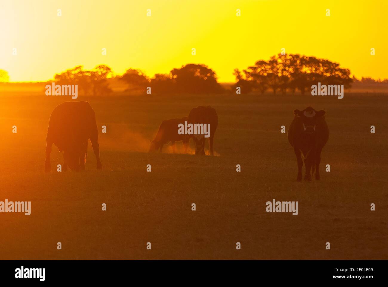 Pampas Landschaft, Argentinien Stockfoto