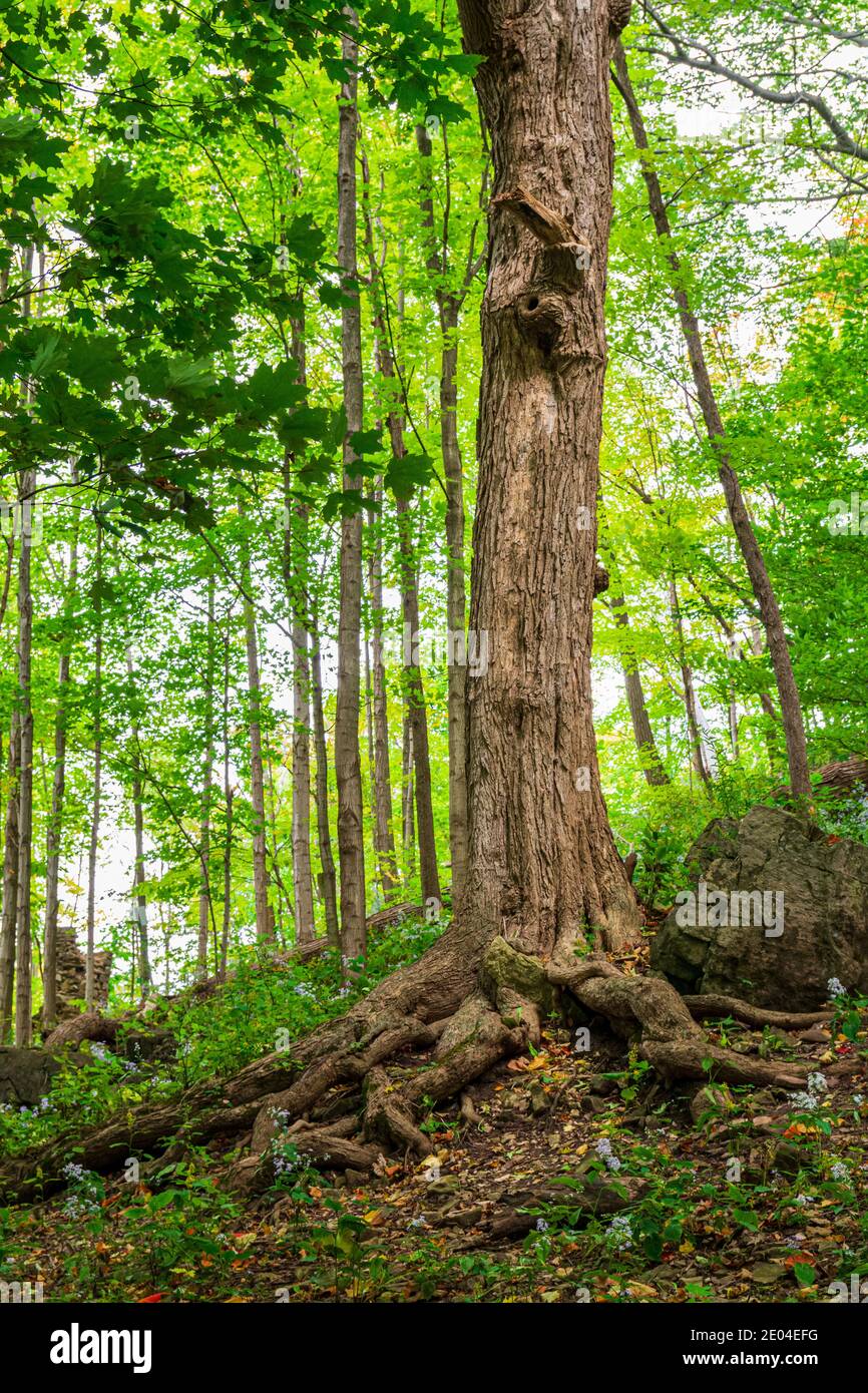 Tiffany Falls Conservation Area Dundas Valley Ancaster Ontario Kanada Stockfoto