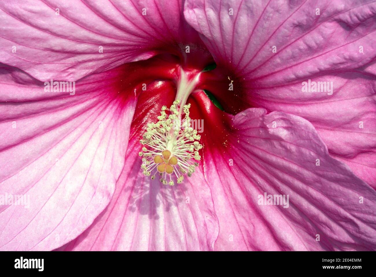 Rosa Hibiscus moscheutos Blush Blume close up Sumpfrose Malge Stockfoto