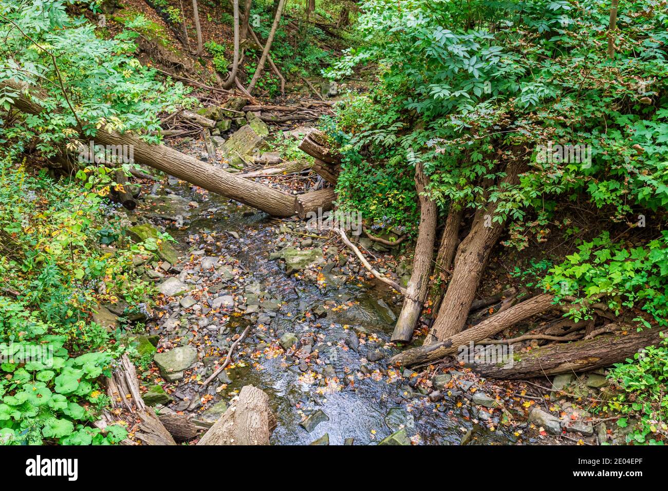 Tiffany Falls Conservation Area Dundas Valley Ancaster Ontario Kanada Stockfoto