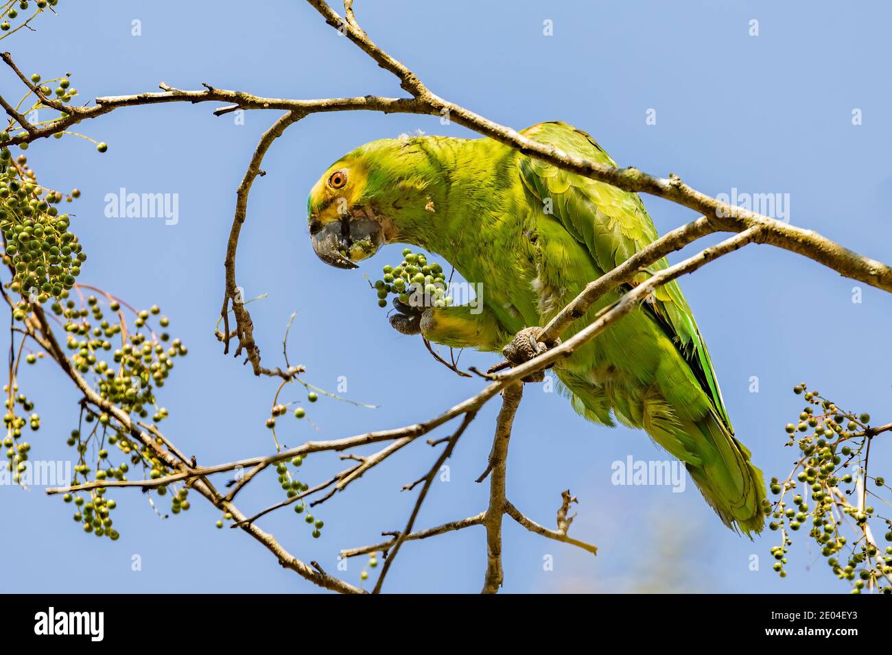 Ein türkisfarbener amazonas-Papagei in Brasilien Stockfoto