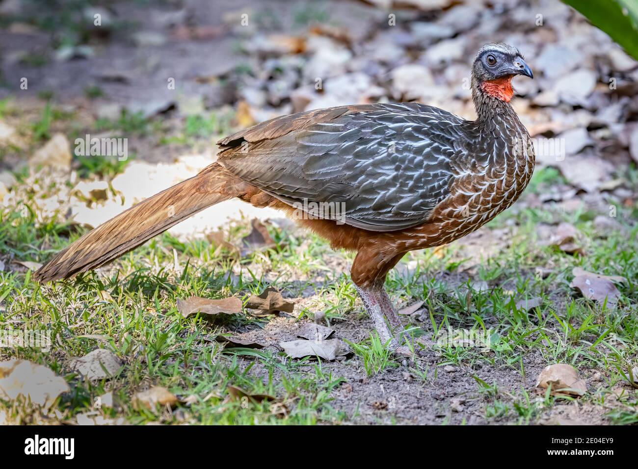 Ein kastanienbauchiger guan im brasilianischen Pantanal Stockfoto