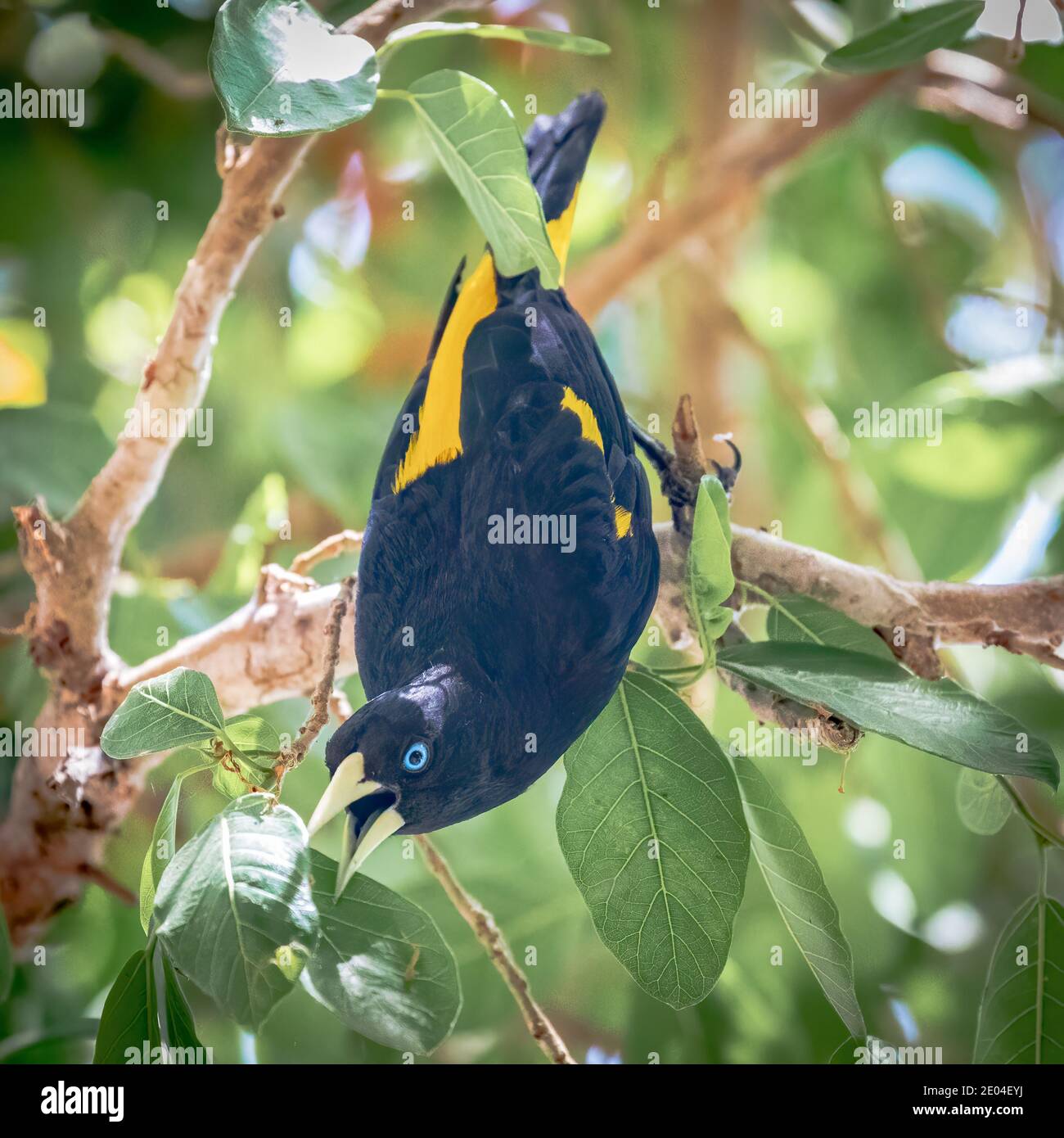 Ein gelbbbgerückter Cacique im Pantanal Stockfoto