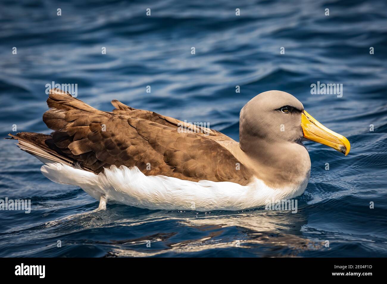 Porträt eines Chatham Island Albatros Stockfoto