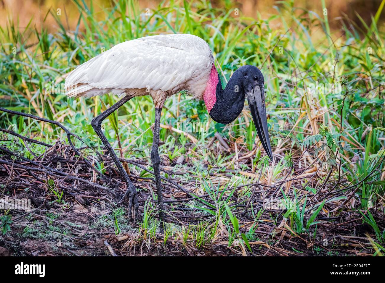 Ein jabiru-Storch auf der Suche nach Nahrung im brasilianischen Pantanal Stockfoto