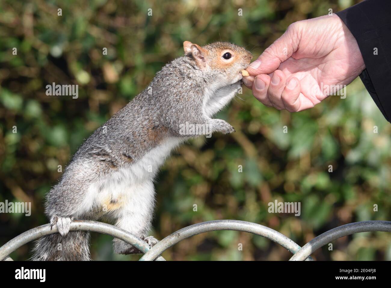 Graues Eichhörnchen, das auf einem Zaun steht und von Menschenhand in einem Park in Brighton, Sussex, England, gefüttert wird Stockfoto
