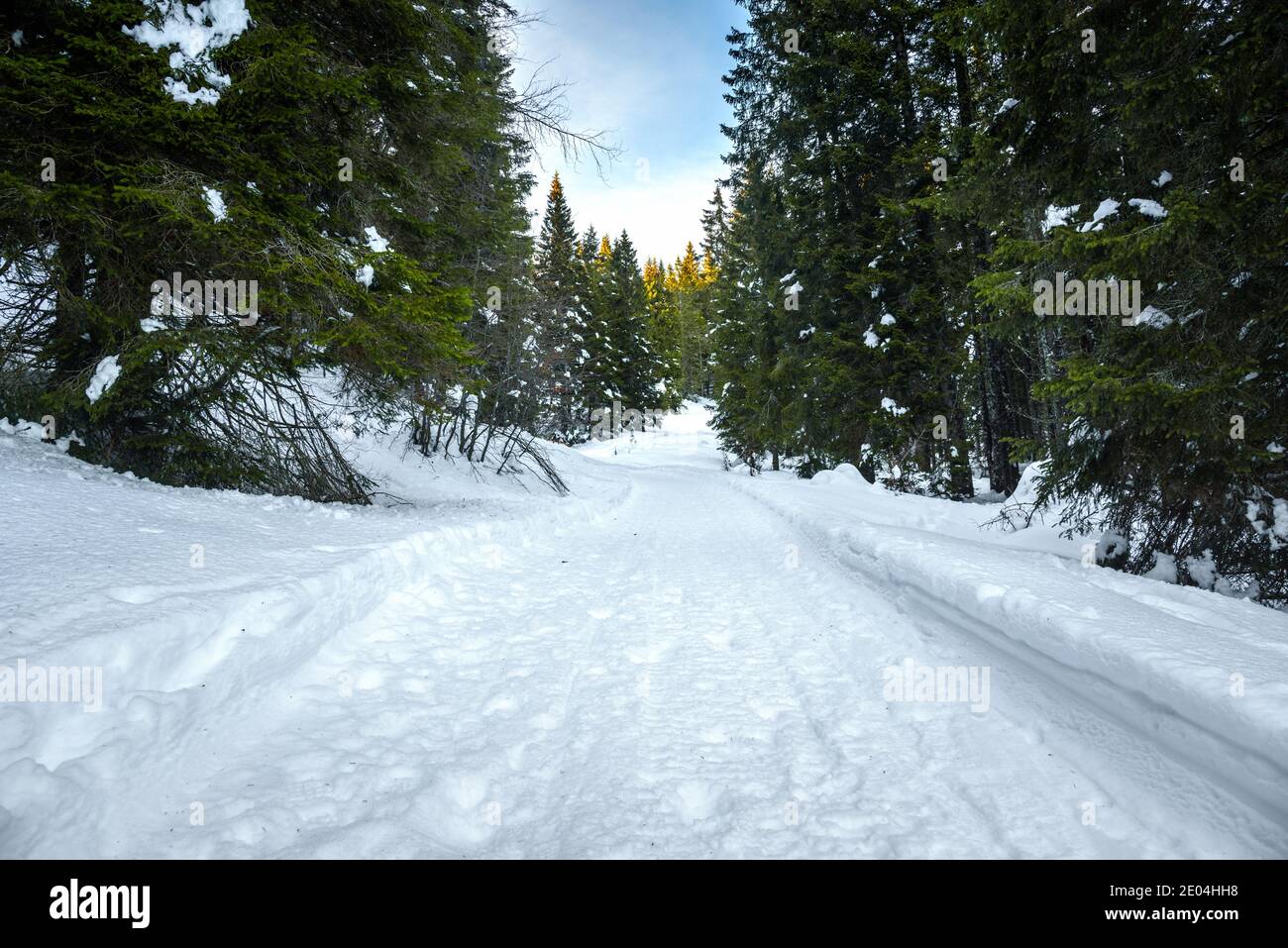 Leerer Weg durch einen verschneiten Kiefernwald bei Sonnenuntergang Winter Stockfoto