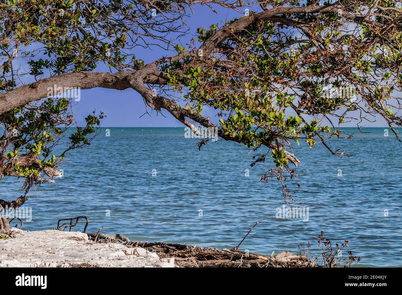 Blick auf den Atlantischen Ozean durch Mangroven an der Küste des Anne's Beach County Park in den Flroida Keys. Stockfoto