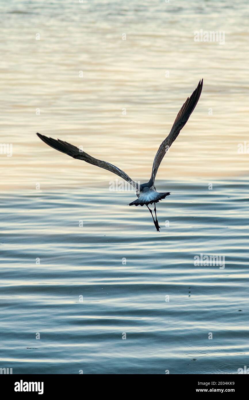 Im Anne's Beach County Park in den Flroida Keys fliegt eine Möwe hinaus in den Atlantik. Stockfoto