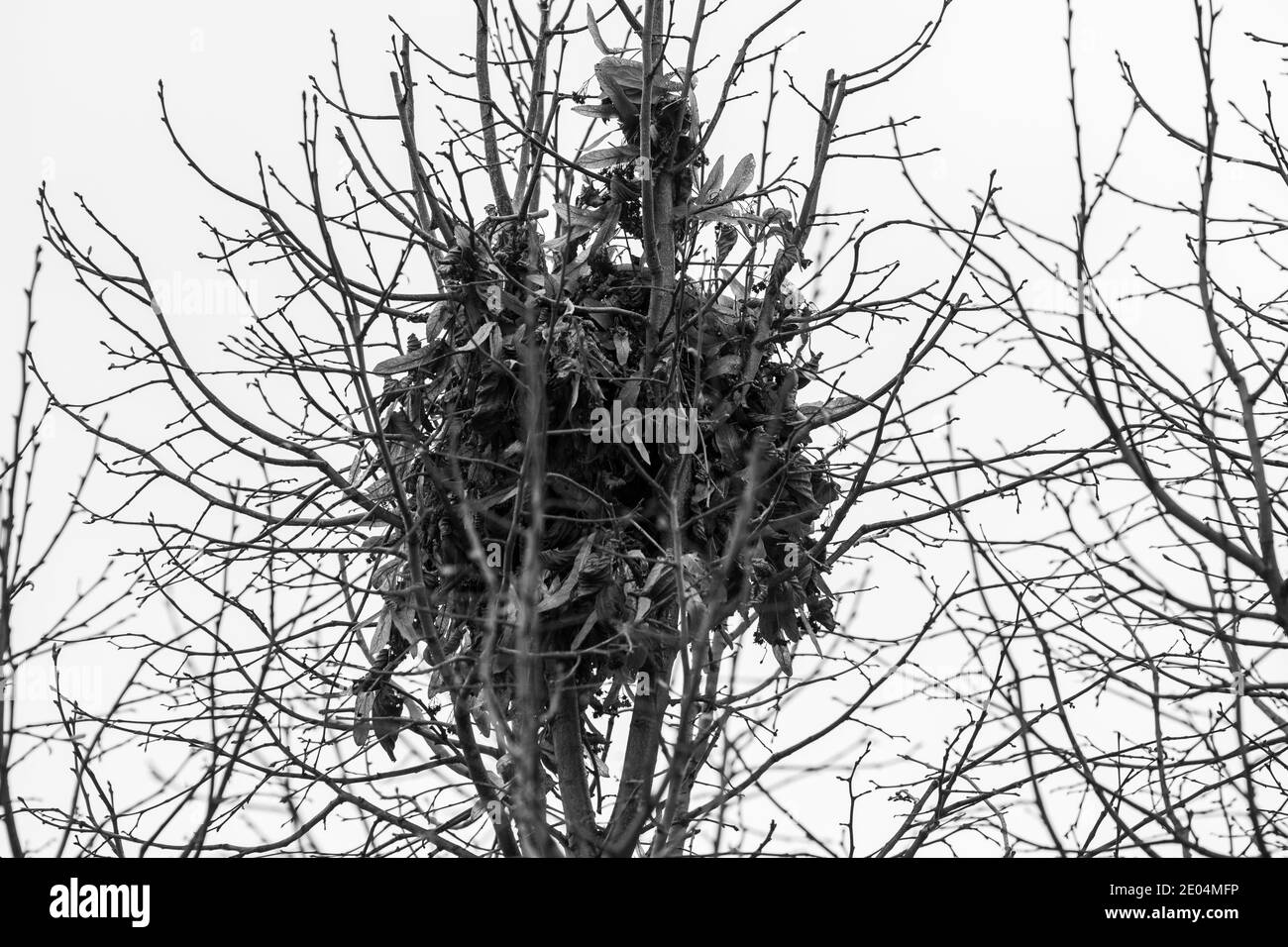 Vogelnest in Chicago Baum von unten Stockfoto