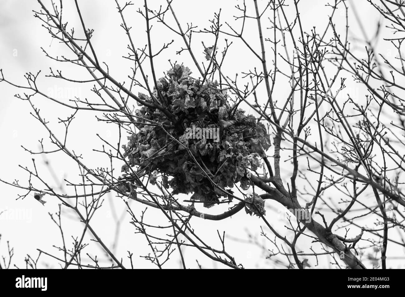 Vogelnest in Chicago Baum von unten Stockfoto