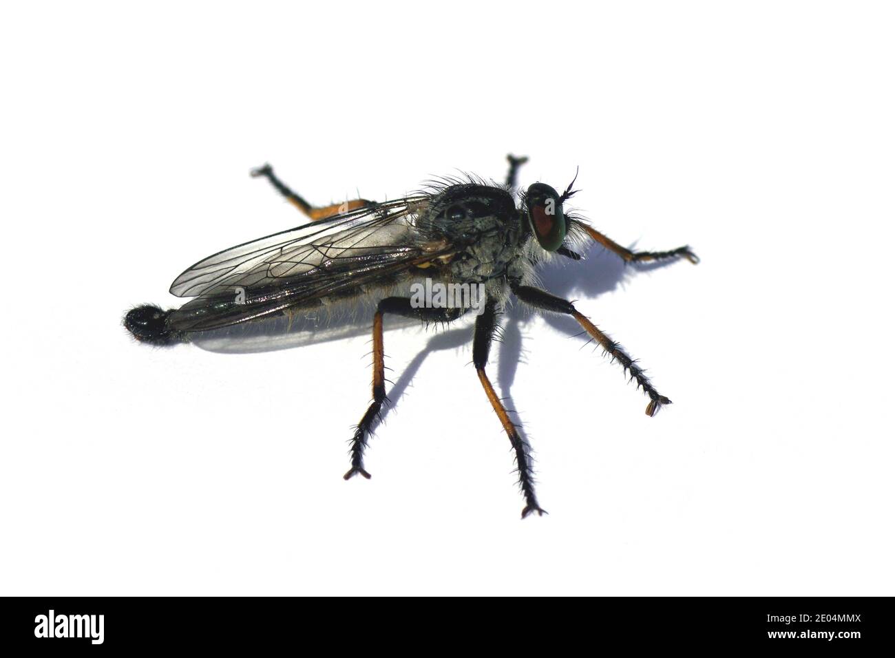 Männliche Ahle Robberfly (Neoitamus cyanurus), eine Art von Stiletto-Fliegen aus der Familie der Asilidae. Ein weißer Hintergrund. Niederlande, Sommer, Stockfoto