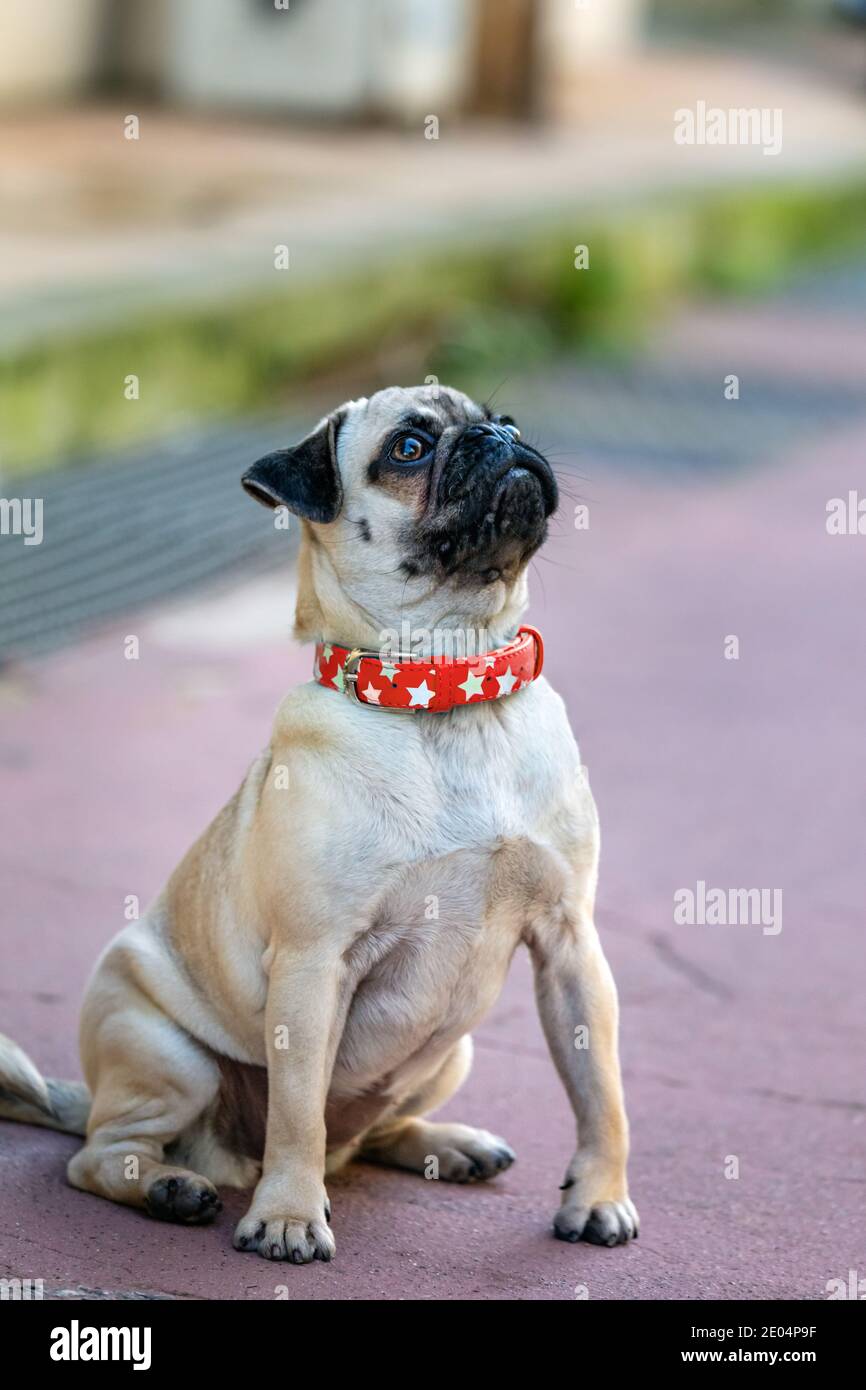 Junge Pug Hund sitzt im Freien mit roten Halskette Stockfoto