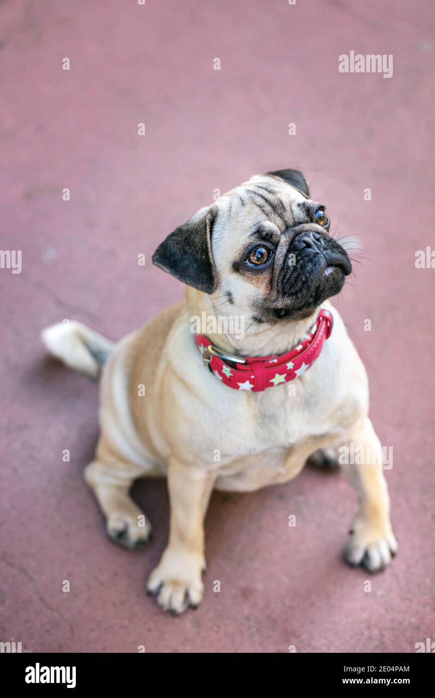 Junge Pug Hund sitzt im Freien mit roten Halskette Stockfoto