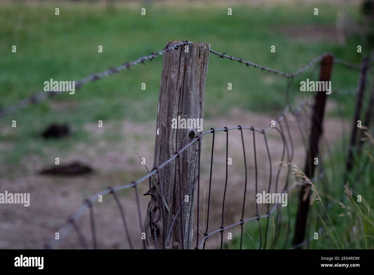 Nahaufnahme des alten Stacheldrahtzauens in der Weide. Hochwertige Fotos Stockfoto