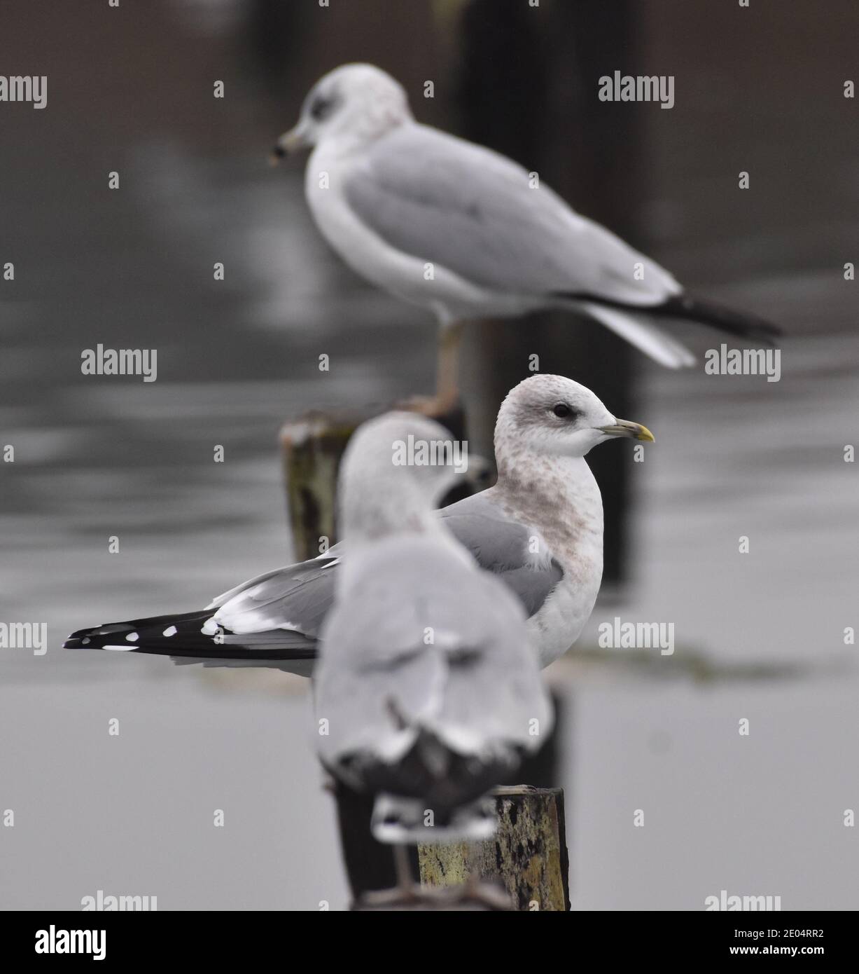 Kalifornische Möwen (Larus californicus) thronen auf Pfosten im Kirby Park, entlang des Elkhorn Slough in Kalifornien Stockfoto