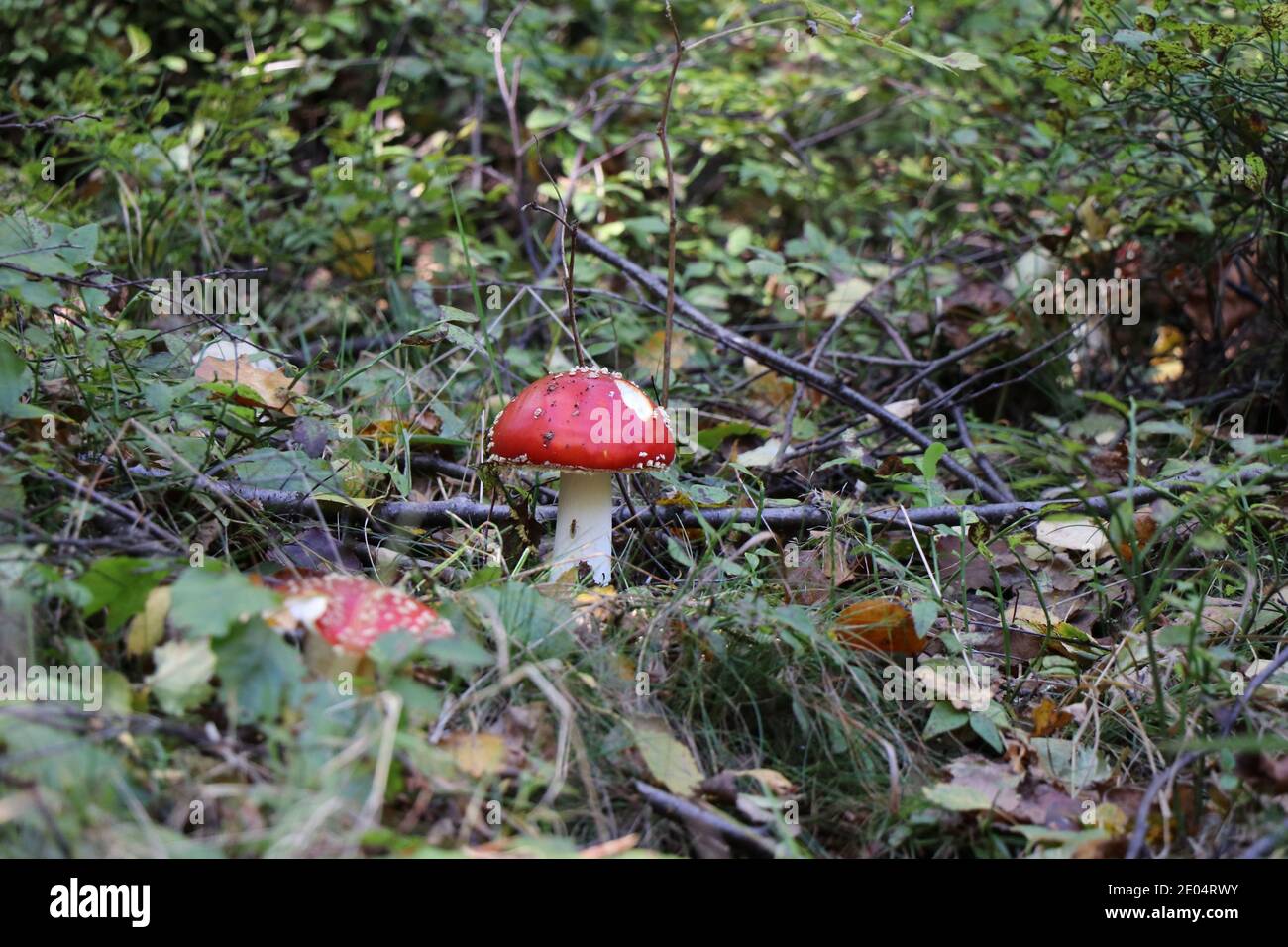 Nahaufnahme eines roten Toadstockels in einem Wald Stockfoto