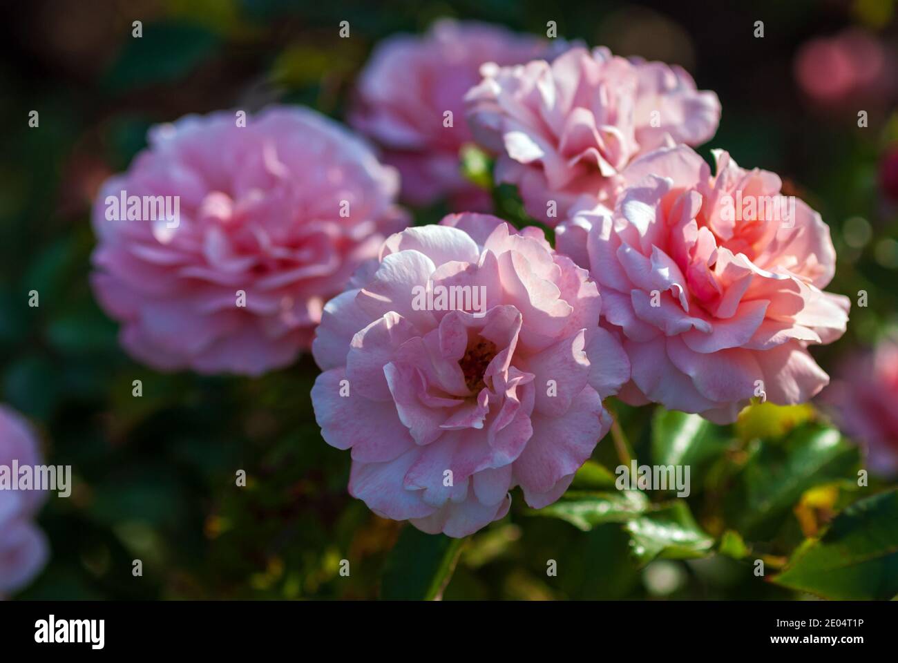 Hellrosa Floribunda Rose blühend. Rosa Botticelli eingeführt in Frankreich von Meilland Stockfoto